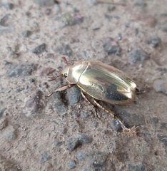 Chrysina resplendens