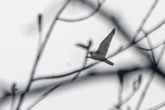 Falco peregrinus brookei