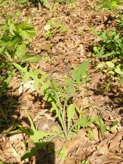 Lactuca canadensis