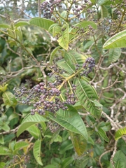 Miconia ibaguensis