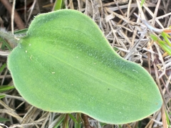 Eriospermum pubescens
