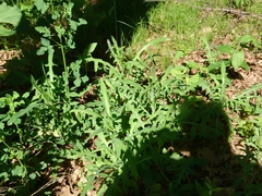 Lactuca canadensis