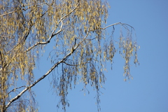 Betula pendula