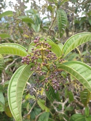 Miconia ibaguensis