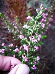 Erica placentiflora