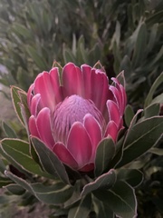 Protea burchellii × compacta
