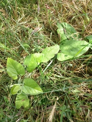 Aristolochia californica