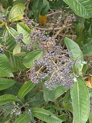 Miconia ibaguensis