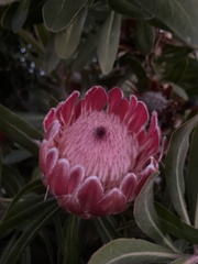 Protea compacta × susannae