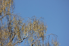 Betula pendula