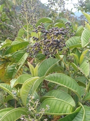 Miconia ibaguensis