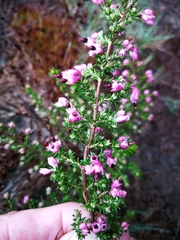 Erica placentiflora