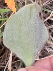 Eriospermum pubescens