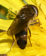Platycheirus obscurus