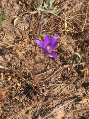 Brodiaea elegans elegans