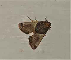 Pyralis farinalis