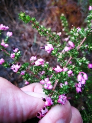 Erica placentiflora