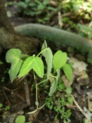 Passiflora capsularis