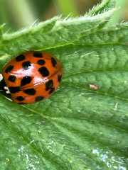 Harmonia axyridis