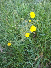 Ranunculus