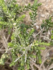 Thymelaea