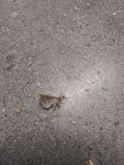 Tetanolita palligera