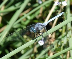 Orthetrum caffrum