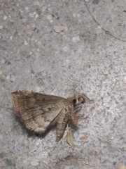 Tetanolita palligera