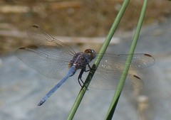 Orthetrum caffrum