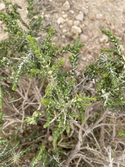 Thymelaea
