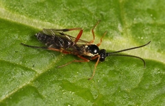 Syrphoctonus tarsatorius