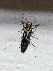 Agrilus scitulus