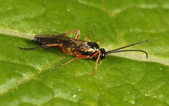 Syrphoctonus tarsatorius