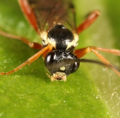 Syrphoctonus tarsatorius