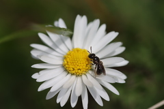 Ceratina cucurbitina