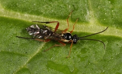 Syrphoctonus tarsatorius