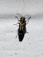 Agrilus scitulus