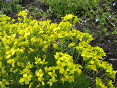 Draba bruniifolia