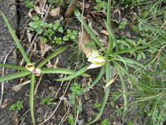 Tulipa bifloriformis