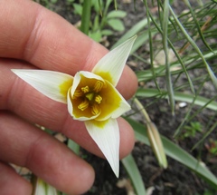 Tulipa bifloriformis