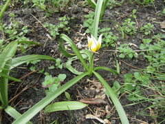 Tulipa bifloriformis