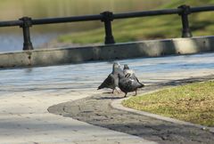 Columba livia domestica