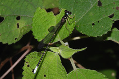 Sinosticta ogatai