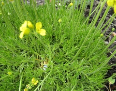 Draba bruniifolia