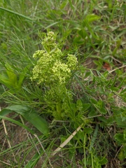 Trinia glauca