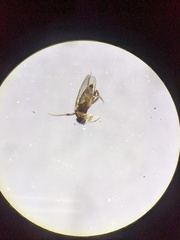 Metopininae