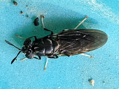 Hermetia illucens
