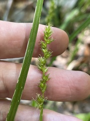 Carex laevivaginata
