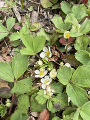 Fragaria virginiana platypetala