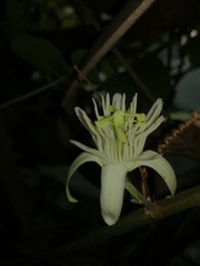 Passiflora capsularis
